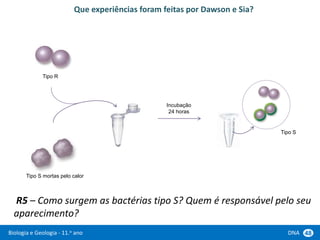 Biologia e Geologia - 11.o ano DNA 48
R5 – Como surgem as bactérias tipo S? Quem é responsável pelo seu
aparecimento?
Tipo R
Tipo S mortas pelo calor
Que experiências foram feitas por Dawson e Sia?
Incubação
24 horas
Tipo S
 