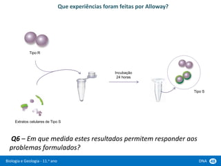 Biologia e Geologia - 11.o ano DNA 48
Q6 – Em que medida estes resultados permitem responder aos
problemas formulados?
Tipo R
Extratos celulares de Tipo S
Que experiências foram feitas por Alloway?
Incubação
24 horas
Tipo S
 