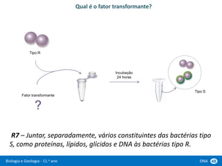 Biologia e Geologia - 11.o ano DNA 48
R7 – Juntar, separadamente, vários constituintes das bactérias tipo
S, como proteínas, lípidos, glícidos e DNA às bactérias tipo R.
Tipo R
Fator transformante
?
Qual é o fator transformante?
Incubação
24 horas
Tipo S
 
