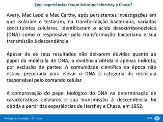 Biologia e Geologia - 11.o ano DNA 48
Avery, Mac Leod e Mac Carthy, após persistentes investigações em
que isolaram e testaram, na transformação bacteriana, variados
constituintes celulares, identificaram o ácido desoxirribonucleico
(DNA) como o responsável pela transformação bacteriana e sua
transmissão à descendência.
Apesar de os seus resultados não deixarem dúvidas quanto ao
papel da molécula de DNA, a evidência obtida é apenas indireta,
por exclusão de partes. A comunidade científica da época não
estava preparada para elevar o DNA à categoria de molécula
responsável pelo comando celular.
A comprovação do papel biológico do DNA na determinação de
características celulares e sua transmissão à descendência foi
obtida a partir das experiências de Hershey e Chase, em 1952.
Que experiências foram feitas por Hershey e Chase?
 