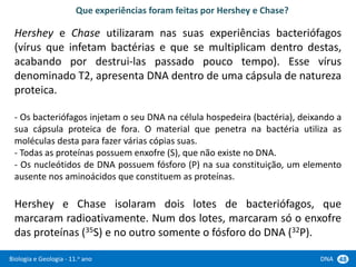 Biologia e Geologia - 11.o ano DNA 48
Hershey e Chase utilizaram nas suas experiências bacteriófagos
(vírus que infetam bactérias e que se multiplicam dentro destas,
acabando por destrui-las passado pouco tempo). Esse vírus
denominado T2, apresenta DNA dentro de uma cápsula de natureza
proteica.
- Os bacteriófagos injetam o seu DNA na célula hospedeira (bactéria), deixando a
sua cápsula proteica de fora. O material que penetra na bactéria utiliza as
moléculas desta para fazer várias cópias suas.
- Todas as proteínas possuem enxofre (S), que não existe no DNA.
- Os nucleótidos de DNA possuem fósforo (P) na sua constituição, um elemento
ausente nos aminoácidos que constituem as proteínas.
Hershey e Chase isolaram dois lotes de bacteriófagos, que
marcaram radioativamente. Num dos lotes, marcaram só o enxofre
das proteínas (35S) e no outro somente o fósforo do DNA (32P).
Que experiências foram feitas por Hershey e Chase?
 