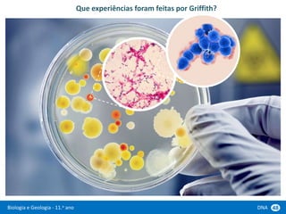 Biologia e Geologia - 11.o ano DNA 48
Que experiências foram feitas por Griffith?
 