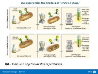Biologia e Geologia - 11.o ano DNA 48
Que experiências foram feitas por Hershey e Chase?
Q8 – Indique o objetivo destas experiências.
 