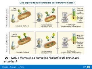 Biologia e Geologia - 11.o ano DNA 48
Que experiências foram feitas por Hershey e Chase?
Q9 – Qual o interesse da marcação radioativa do DNA e das
proteínas?
 