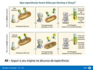 Biologia e Geologia - 11.o ano DNA 48
Que experiências foram feitas por Hershey e Chase?
R9 – Seguir o seu trajeto no decurso da experiência.
 