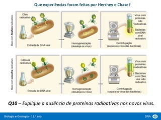 Biologia e Geologia - 11.o ano DNA 48
Que experiências foram feitas por Hershey e Chase?
Q10 – Explique a ausência de proteínas radioativas nos novos vírus.
 