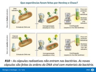 Biologia e Geologia - 11.o ano DNA 48
Que experiências foram feitas por Hershey e Chase?
R10 – As cápsulas radioativas não entram nas bactérias. As novas
cápsulas são feitas às ordens do DNA viral com materiais da bactéria.
 