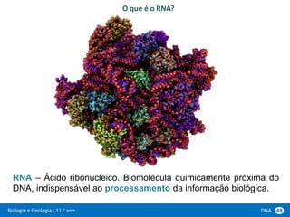 Biologia e Geologia - 11.o ano DNA 48
RNA – Ácido ribonucleico. Biomolécula quimicamente próxima do
DNA, indispensável ao processamento da informação biológica.
O que é o RNA?
 
