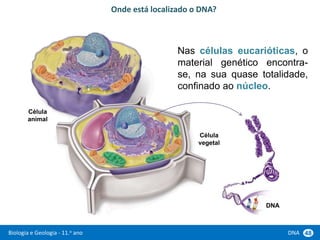 Biologia e Geologia - 11.o ano DNA 48
Nas células eucarióticas, o
material genético encontra-
se, na sua quase totalidade,
confinado ao núcleo.
Onde está localizado o DNA?
Célula
animal
Célula
vegetal
DNA
 