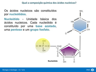 Biologia e Geologia - 11.o ano DNA 48
Os ácidos nucleicos são constituídos
por nucleótidos.
Nucleótido - Unidade básica dos
ácidos nucleicos. Cada nucleótido é
constituído por uma base azotada,
uma pentose e um grupo fosfato.
Qual a composição química dos ácidos nucleicos?
Nucleótido
 