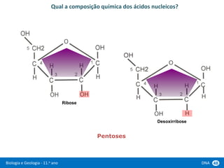 Biologia e Geologia - 11.o ano DNA 48
Qual a composição química dos ácidos nucleicos?
Ribose
Desoxirribose
Pentoses
 