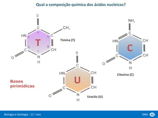 Biologia e Geologia - 11.o ano DNA 48
Qual a composição química dos ácidos nucleicos?
Uracilo (U)
Citosina (C)
Timina (T)
T
C
U
Bases
pirimídicas
 