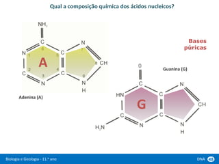 Biologia e Geologia - 11.o ano DNA 48
Qual a composição química dos ácidos nucleicos?
Adenina (A)
Guanina (G)
A
G
Bases
púricas
 