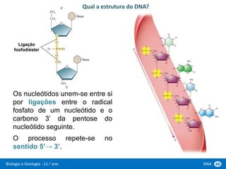 Biologia e Geologia - 11.o ano DNA 48
Os nucleótidos unem-se entre si
por ligações entre o radical
fosfato de um nucleótido e o
carbono 3’ da pentose do
nucleótido seguinte.
O processo repete-se no
sentido 5’→ 3’.
Qual a estrutura do DNA?
Ligação
fosfodiéster
 
