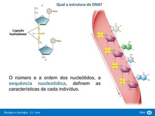 Biologia e Geologia - 11.o ano DNA 48
Qual a estrutura do DNA?
Ligação
fosfodiéster
O número e a ordem dos nucleótidos, a
sequência nucleotídica, definem as
características de cada indivíduo.
 