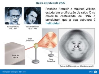 Biologia e Geologia - 11.o ano DNA 48
Rosalind Franklin e Maurice Wilkins
estudaram a difracção de raios X na
molécula cristalizada de DNA e
concluíram que a sua estrutura é
helicoidal.
Qual a estrutura do DNA?
Maurice Wilkins
1916 - 2004
Rosalind Franklin
1920 - 1958
Padrão do DNA obtido por difração de raios X
DNA
cristalizado
Fonte de
raios X
Placa
fotográfica
 