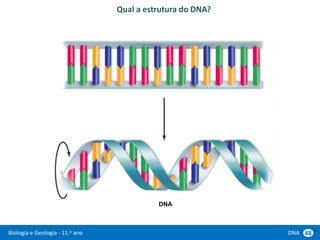 Biologia e Geologia - 11.o ano DNA 48
Qual a estrutura do DNA?
DNA
 