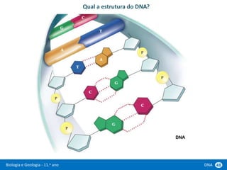 Biologia e Geologia - 11.o ano DNA 48
Qual a estrutura do DNA?
DNA
 