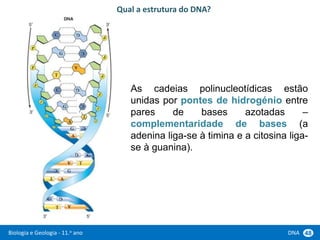 Biologia e Geologia - 11.o ano DNA 48
As cadeias polinucleotídicas estão
unidas por pontes de hidrogénio entre
pares de bases azotadas –
complementaridade de bases (a
adenina liga-se à timina e a citosina liga-
se à guanina).
Qual a estrutura do DNA?
 