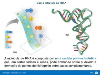 Biologia e Geologia - 11.o ano DNA 48
A molécula de RNA é composta por uma cadeia polinucleotídica
que, em certas formas e zonas, pode dobrar-se sobre si devido à
formação de pontes de hidrogénio entre bases complementares.
Qual a estrutura do RNA?
RNA
RNA
 