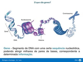 Biologia e Geologia - 11.o ano DNA 48
Gene - Segmento de DNA com uma certa sequência nucleotídica,
podendo atingir milhares de pares de bases, correspondente a
determinada informação.
O que são genes?
DNA
Nucleossoma
Cromossoma
Histona
Gene
 