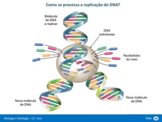 Biologia e Geologia - 11.o ano DNA 48
Como se processa a replicação do DNA?
DNA
polimerase
Nucleótidos
do meio
Nova molécula
de DNA
Nova molécula
de DNA
Molécula
de DNA
a replicar
 