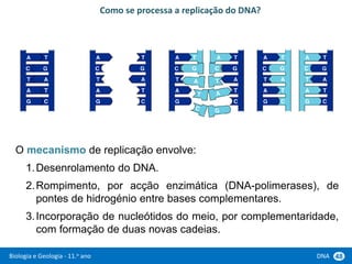 Biologia e Geologia - 11.o ano DNA 48
O mecanismo de replicação envolve:
1.Desenrolamento do DNA.
2.Rompimento, por acção enzimática (DNA-polimerases), de
pontes de hidrogénio entre bases complementares.
3.Incorporação de nucleótidos do meio, por complementaridade,
com formação de duas novas cadeias.
Como se processa a replicação do DNA?
 