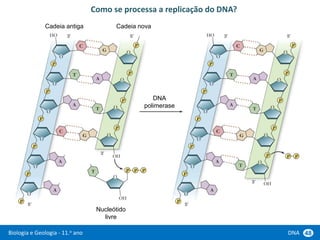 Biologia e Geologia - 11.o ano DNA 48
Como se processa a replicação do DNA?
Cadeia antiga Cadeia nova
DNA
polimerase
Nucleótido
livre
 
