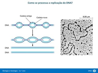 Biologia e Geologia - 11.o ano DNA 48
Como se processa a replicação do DNA?
Cadeia antiga
Cadeia nova
DNA
DNA
DNA
 