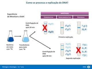 Biologia e Geologia - 11.o ano DNA 48
Como se processa a replicação do DNA?
Bactérias
em meio
com 15N
Transferência
para meio
com 14N
Centrifugação de
DNA
após 20 min
HIPÓTESES
Primeira replicação
Segunda replicação
SEMICONSERVATIVA DISPERSIVA
CONSERVATIVA
X
X
Centrifugação de
DNA
após 40 min
Experiência
de Meselson e Stahl
 