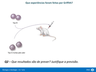 Biologia e Geologia - 11.o ano DNA 48
Q2 – Que resultados são de prever? Justifique a previsão.
Tipo R
Tipo S mortas pelo calor
Que experiências foram feitas por Griffith?
 
