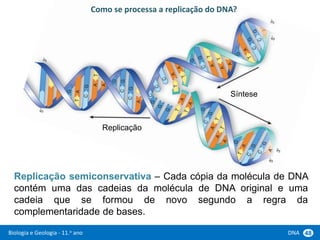 Biologia e Geologia - 11.o ano DNA 48
Replicação semiconservativa – Cada cópia da molécula de DNA
contém uma das cadeias da molécula de DNA original e uma
cadeia que se formou de novo segundo a regra da
complementaridade de bases.
Como se processa a replicação do DNA?
Replicação
Síntese
 