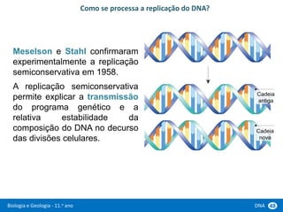 Biologia e Geologia - 11.o ano DNA 48
Meselson e Stahl confirmaram
experimentalmente a replicação
semiconservativa em 1958.
A replicação semiconservativa
permite explicar a transmissão
do programa genético e a
relativa estabilidade da
composição do DNA no decurso
das divisões celulares.
Como se processa a replicação do DNA?
Cadeia
antiga
Cadeia
nova
 