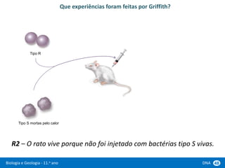 Biologia e Geologia - 11.o ano DNA 48
R2 – O rato vive porque não foi injetado com bactérias tipo S vivas.
Tipo R
Tipo S mortas pelo calor
Que experiências foram feitas por Griffith?
 