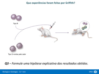 Biologia e Geologia - 11.o ano DNA 48
Q3 – Formule uma hipótese explicativa dos resultados obtidos.
Tipo R
Tipo S mortas pelo calor
Que experiências foram feitas por Griffith?
 