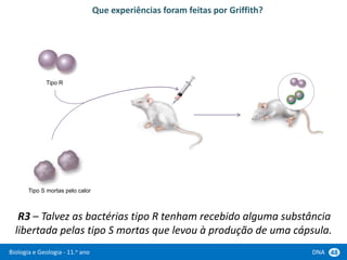 Biologia e Geologia - 11.o ano DNA 48
R3 – Talvez as bactérias tipo R tenham recebido alguma substância
libertada pelas tipo S mortas que levou à produção de uma cápsula.
Tipo R
Tipo S mortas pelo calor
Que experiências foram feitas por Griffith?
 