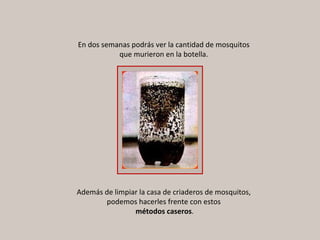 En dos semanas podrás ver la cantidad de mosquitos que murieron en la botella. Además de limpiar la casa de criaderos de mosquitos, podemos hacerles frente con estos métodos caseros . 