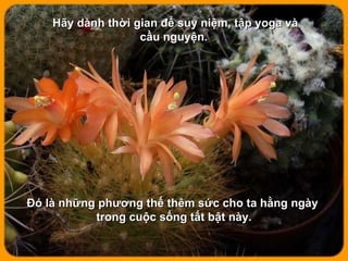 Hãy dành thời gian để suy niệm, tập yoga và cầu nguyện.  Đó là những phương thế thêm sức cho ta hằng ngày  trong cuộc sống tất bật này. 