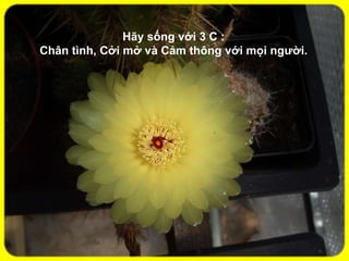 Hãy sống với 3 C :  Chân tình, Cởi mở và Cảm thông với mọi người.  