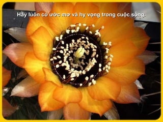 Hãy luôn có ước mơ và hy vọng trong cuộc sống.   