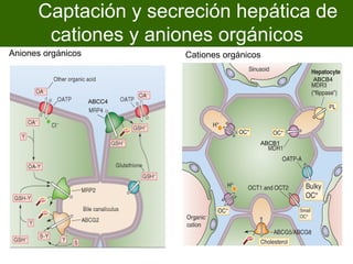Captación y secreción hepática de
       cationes y aniones orgánicos
Aniones orgánicos           Cationes orgánicos

                                                     ABCB4


                    ABCC4




                                             ABCB1
 