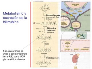 Metabolismo y             Hemooxigenasa
excreción de la           (microsomal). Es la
                          limitante.

bilirrubina
                           Biliverdina
                           reductasa
                           (citosólica)




1 ac. glucurónico es
unido a cada propionato
(en el RE) por la UDP
                          Oxidado por aire
glucuronil-transferasa
 