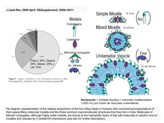J Lipid Res. 2009 April; 50(Supplement): S406–S411.
                                                                                                      D: 3 nm



                                                   Fosfolípidos
                                                                                                    D: 4-8 nm




                                                   Colesterol



                                                 Bilirrubina conjugada

                    Cólico: 35%; Queno:
                    35%; Desox: 25% y
                                                    Ac. biliares                                                   D: 40-100 nm
                    Lito: 5%)




                                                                Nucleación = cristales líquidos = vesículas multilamelares
                                                                (>500 nm) por fusión de vesículas unilamelares

Pie diagram representation of the relative proportions of the four biliary lipids in humans with conventional presentations of
their space-filling molecular models and the three common macromolecular structures that they form in bile. Molecules of
bilirubin conjugates, although highly water soluble, are bound to the hydrophilic faces of bile salt molecules in solution and on
micelles and vesicles by π-orbital-OH interactions (see text for further description).
 