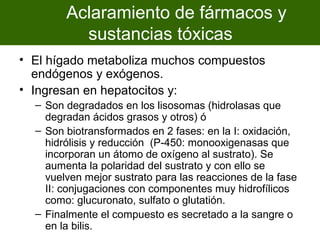 Aclaramiento de fármacos y
          sustancias tóxicas
• El hígado metaboliza muchos compuestos
  endógenos y exógenos.
• Ingresan en hepatocitos y:
  – Son degradados en los lisosomas (hidrolasas que
    degradan ácidos grasos y otros) ó
  – Son biotransformados en 2 fases: en la I: oxidación,
    hidrólisis y reducción (P-450: monooxigenasas que
    incorporan un átomo de oxígeno al sustrato). Se
    aumenta la polaridad del sustrato y con ello se
    vuelven mejor sustrato para las reacciones de la fase
    II: conjugaciones con componentes muy hidrofílicos
    como: glucuronato, sulfato o glutatión.
  – Finalmente el compuesto es secretado a la sangre o
    en la bilis.
 