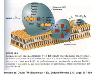 Tomado de: Devlin TM. Bioquímica. 4 Ed. Editorial Reverte S.A.; pags: 467-489
 