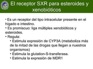 El receptor SXR para esteroides y
             xenobióticos
• Es un receptor del tipo intracelular presente en el
hígado e intestino.
• Es promiscuo: liga múltiples xenobióticos y
esteroides.
• Regula:
   • Estimula expresión de CYP3A (metaboliza más
   de la mitad de las drogas que llegan a nuestros
   organismos)
   • Estimula la glutation-S-transferasa.
   • Estimula la expresión de MDR1
 