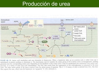 Producción de urea




6
 