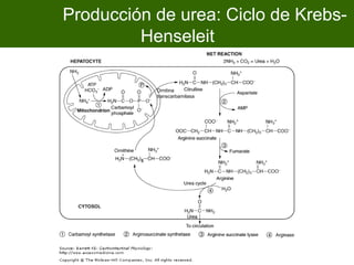 Producción de urea: Ciclo de Krebs-
         Henseleit

             Ornitina
             transcarbamilasa




         3
 