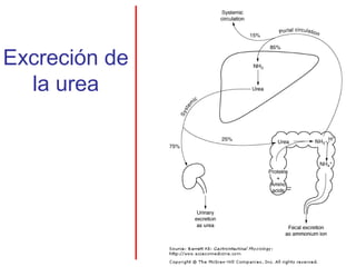 Excreción de
  la urea
 