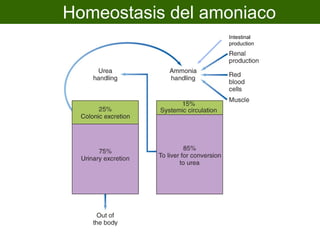 Homeostasis del amoniaco
                  Intestinal
                  production
 